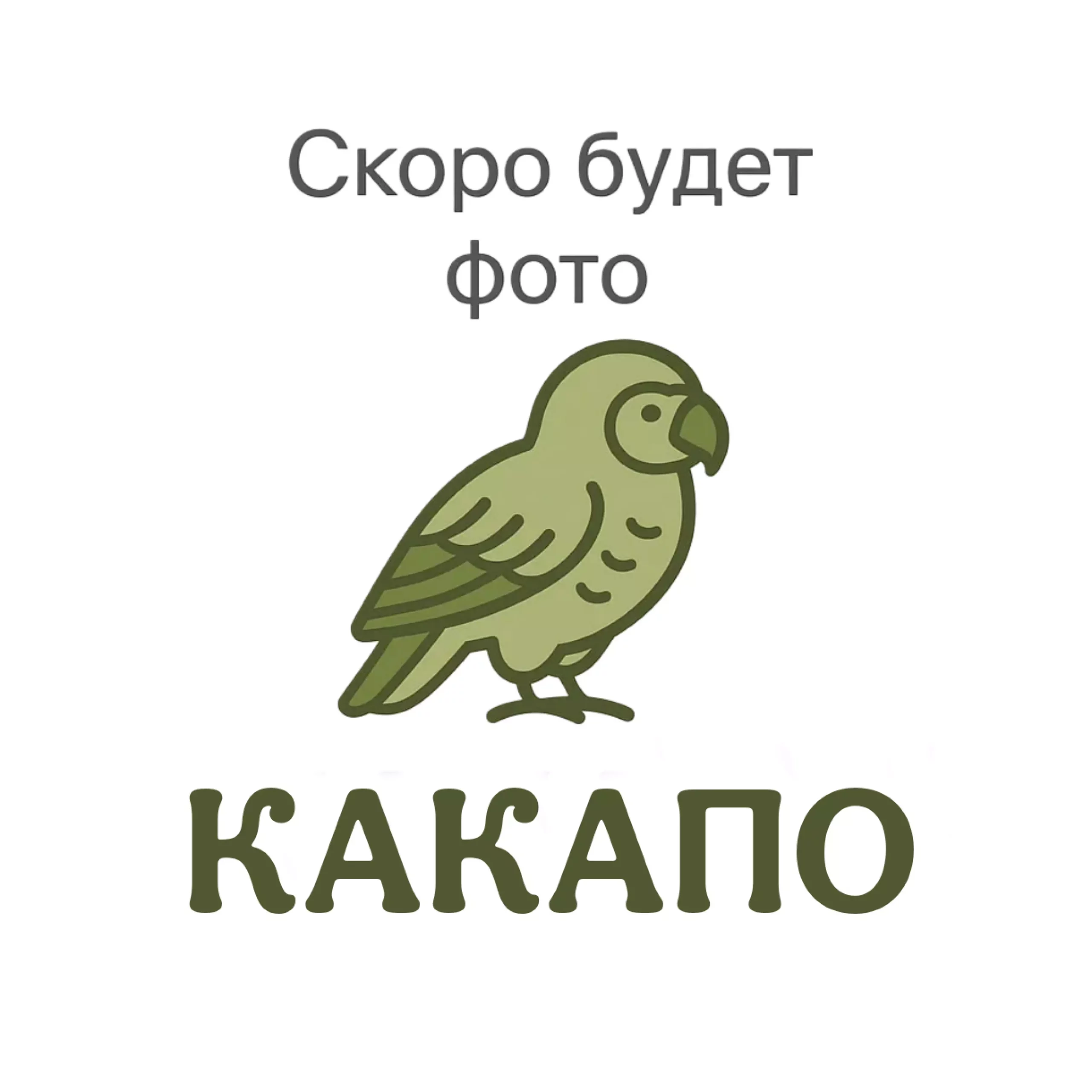 Заглушка
